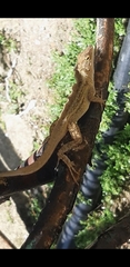 Anolis