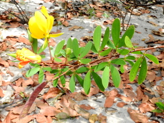 Chamaecrista ramosa