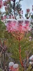 Serruria rosea