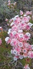 Serruria rosea