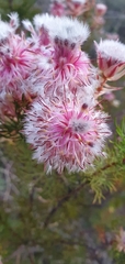Serruria rosea