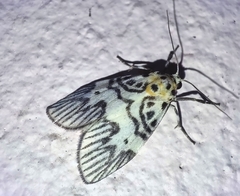 Ammatho multistriata