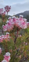Serruria rosea