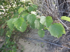 Alnus hirsuta
