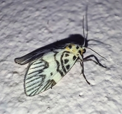 Ammatho multistriata