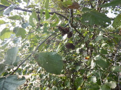 Alnus hirsuta