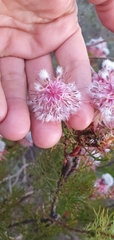 Serruria rosea