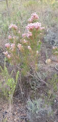 Serruria rosea