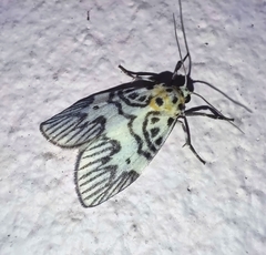 Ammatho multistriata