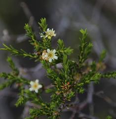 Diosma ramosissima