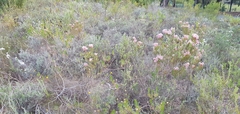 Serruria rosea