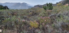 Serruria rosea