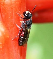 Hylaeus heraldicus