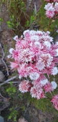Serruria rosea