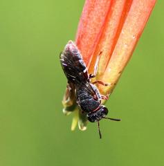 Hylaeus heraldicus