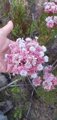 Serruria rosea