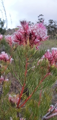 Serruria rosea