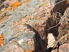 Podarcis carbonelli berlengensis