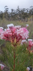 Serruria rosea