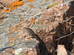 Podarcis carbonelli berlengensis