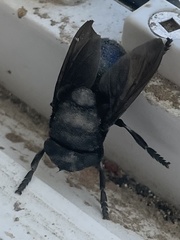 Cuterebra tenebrosa