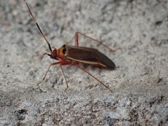 Adelphocoris rapidus