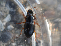 Harpalus latus