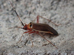 Adelphocoris rapidus