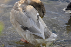 Anas platyrhynchos domesticus