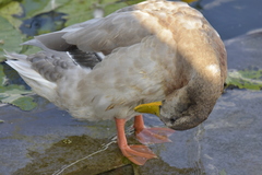 Anas platyrhynchos domesticus