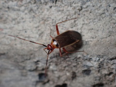 Adelphocoris rapidus
