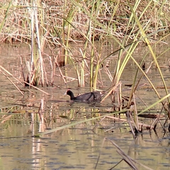 Fulica cristata