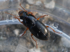 Harpalus latus