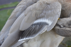 Anas platyrhynchos domesticus