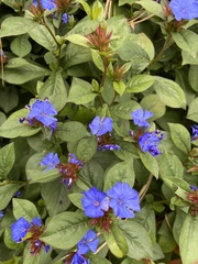 Ceratostigma