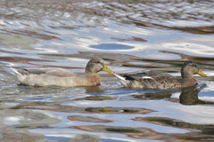 Anas platyrhynchos domesticus