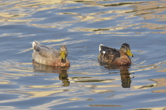 Anas platyrhynchos domesticus