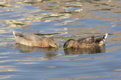 Anas platyrhynchos domesticus