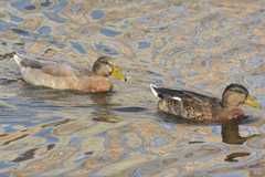Anas platyrhynchos domesticus
