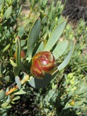 Leucadendron glaberrimum glaberrimum