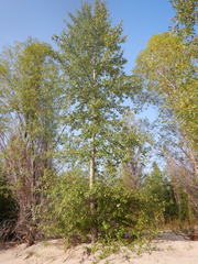 Populus suaveolens