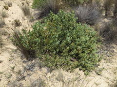 Leucadendron glaberrimum glaberrimum