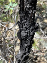 Orphniospora moriopsis