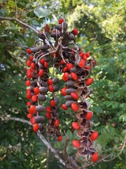 Erythrina folkersii