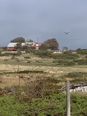 Falconiformes