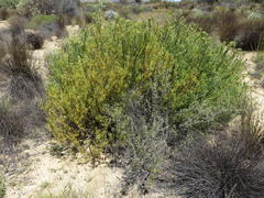 Leucadendron glaberrimum glaberrimum
