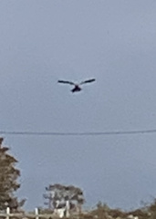 Falconiformes