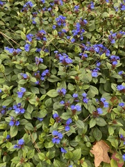 Ceratostigma