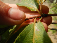 Populus suaveolens