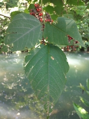 Erythrina folkersii